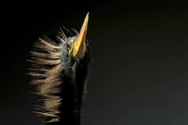 Anhinga