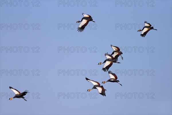 Grey Crowned-crane