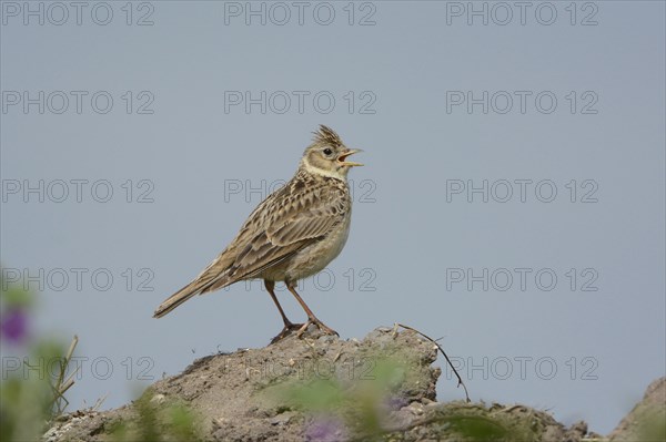 Eurasian Skylark