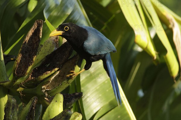 Yucatan jay