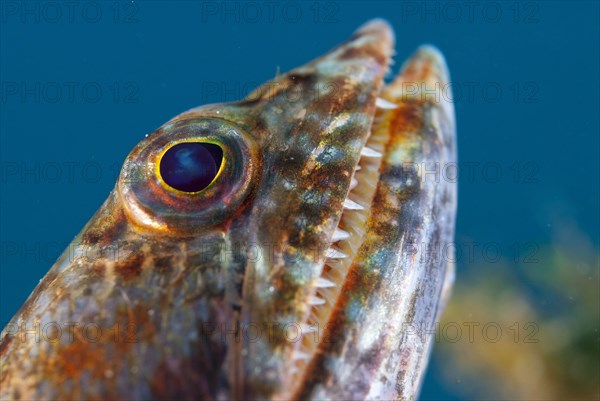 Varigated Lizardfish