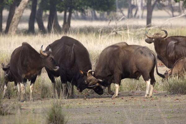 Gaur