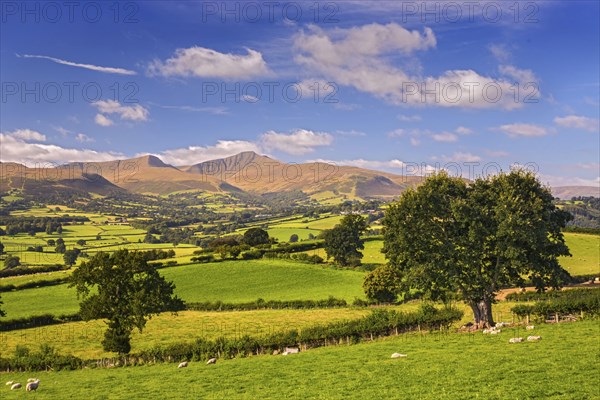 View of farmland with sheep grazing and hills in the distance