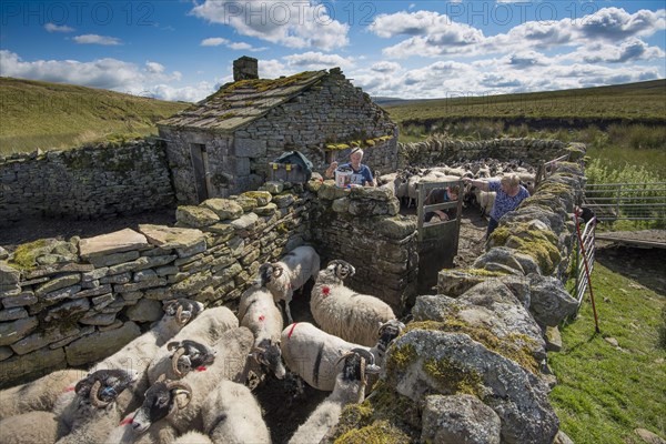 Swaledale sheep