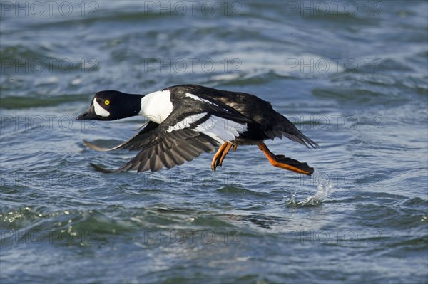 Barrow's barrow's goldeneye