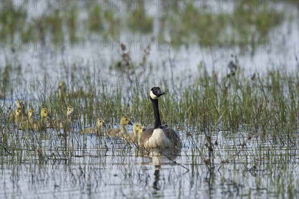 Canada goose