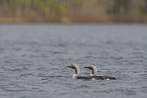 Black-throated Diver