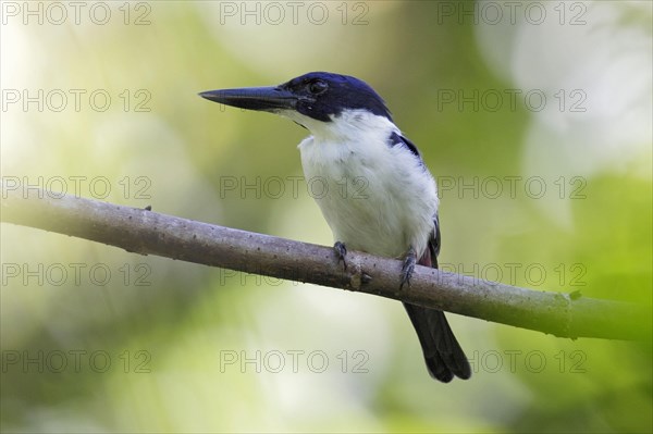 Ultramarine Kingfisher