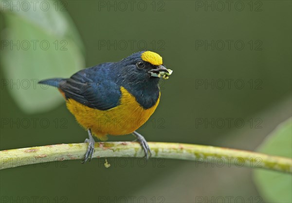 Fulvous-vented Euphonia