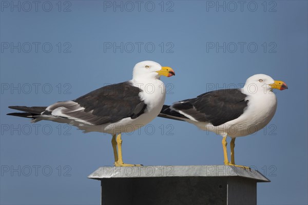 Pacific Gull