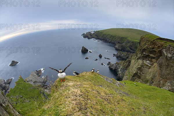 Atlantic Puffin