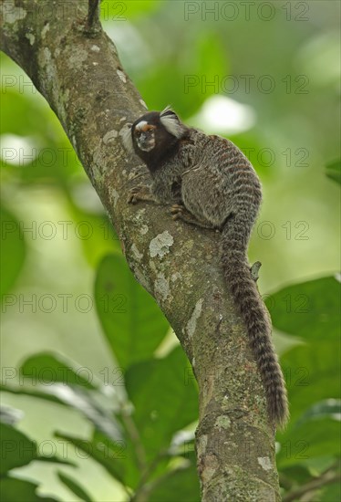 Common Marmoset