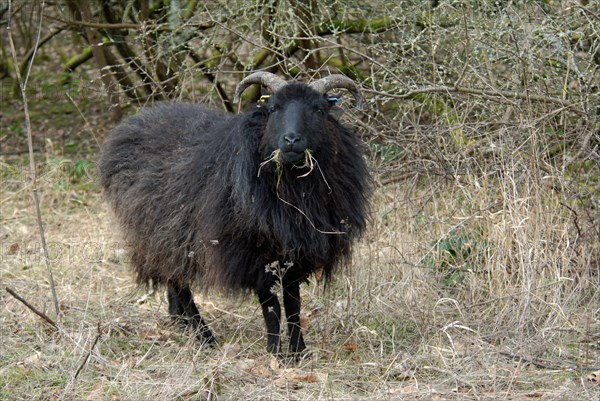 Domestic Sheep