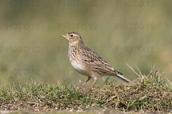 Eurasian skylark