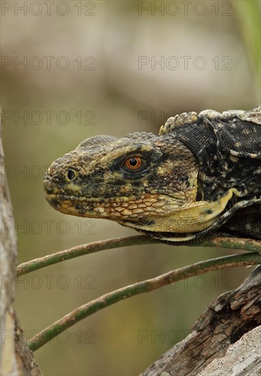 Adult black-chested spiny-tailed iguana