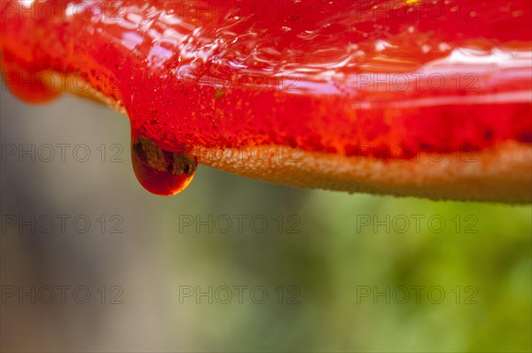 Close-up on the drops of blood trickling over the edge of a beefsteak fungus