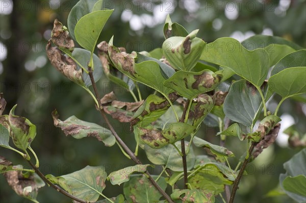 Symptoms of magnesium deficiency on late summer foliage of a lilac tree