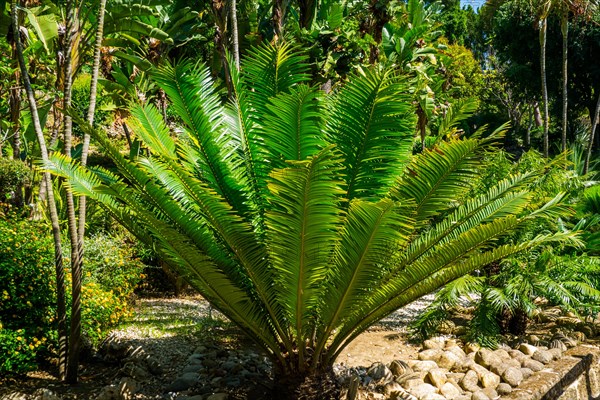 Jardin Botanico Molino de Inca with botanical sights