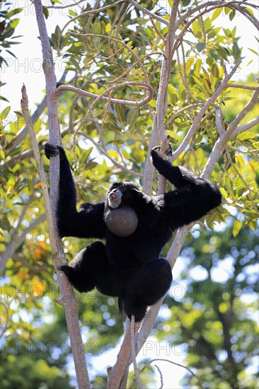 Siamang