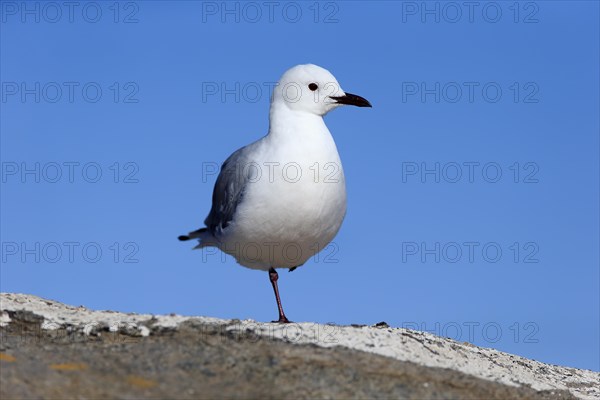 Hartlaub's Gull