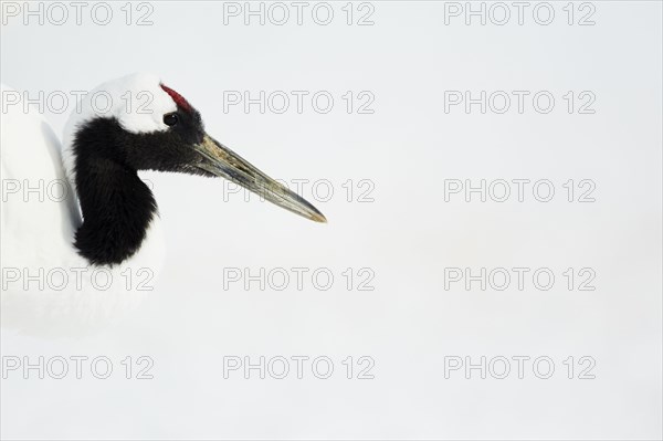 Japanese red-crowned crane