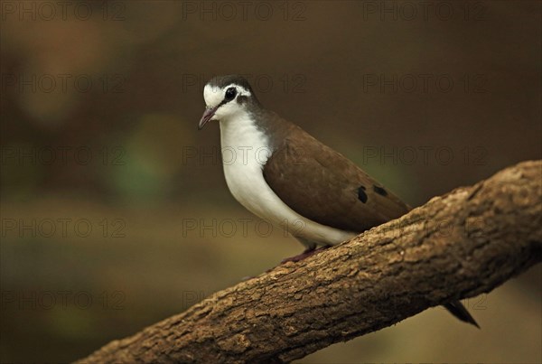 Tambourine dove