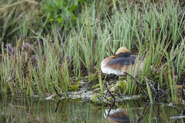 Horned grebe