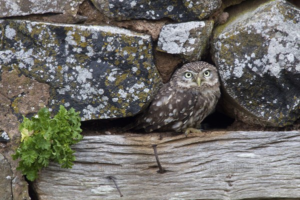 Little owl