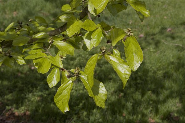 Parrotia