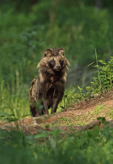 Raccoon-dog