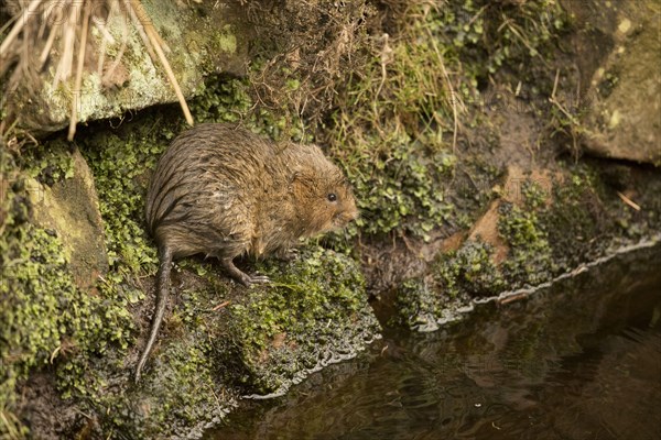 Water Vole