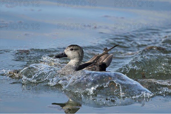 Gadwall