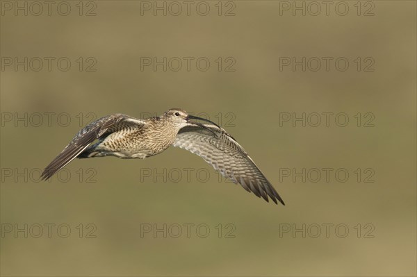 Whimbrel