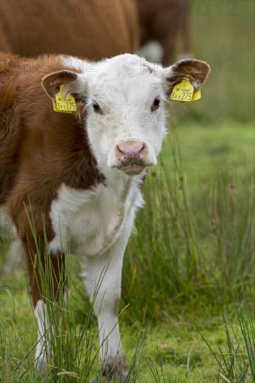 Hereford cattle