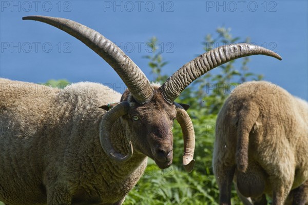 Manx Loaghtan sheep