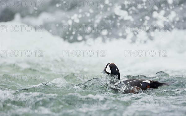 Harlequin duck