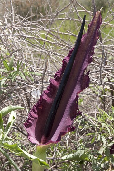 Arum dracunculus