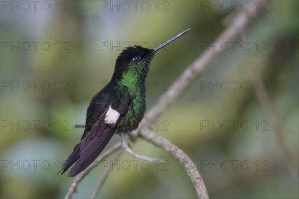 Buff-winged starfrontlet