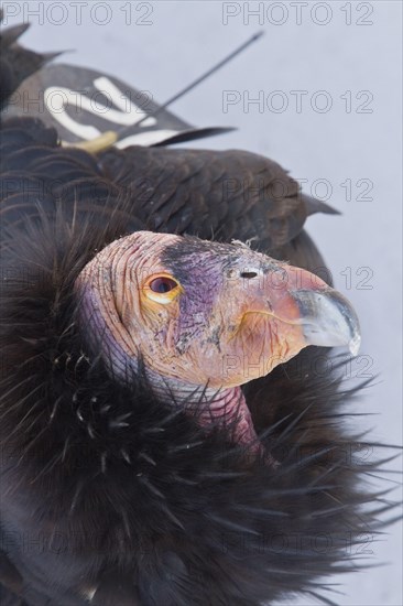 California Condor