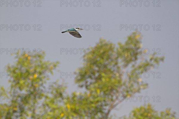 Collared Kingfisher