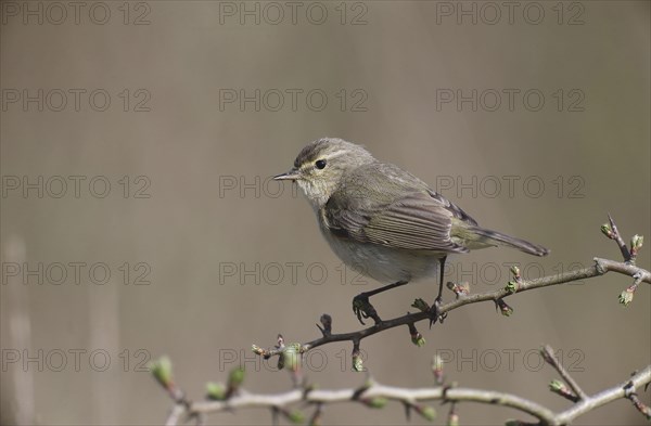 Eurasian Chiffchaff