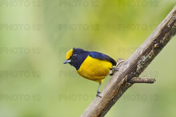 Yellow-bellied organist