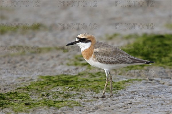 Greater Sand Plover