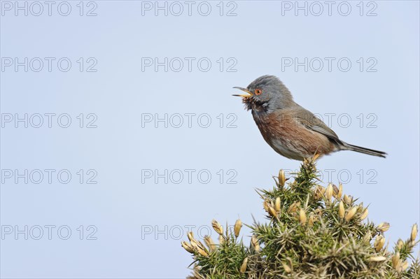 Dartford dartford warbler