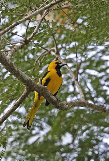 Yellow-tailed Oriole