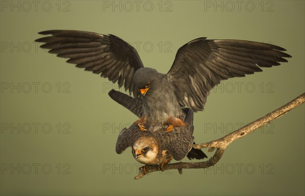 Red-footed falcon