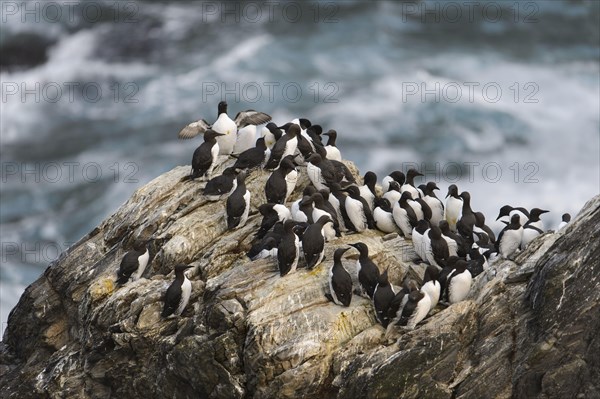 Common guillemot