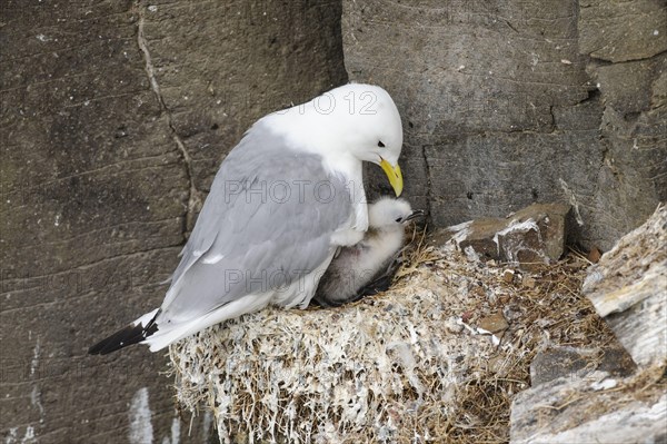 Black-legged Kittiwake