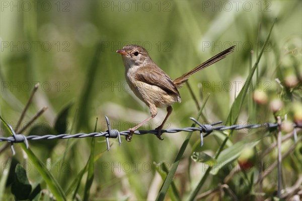 Red-backed Fairywren