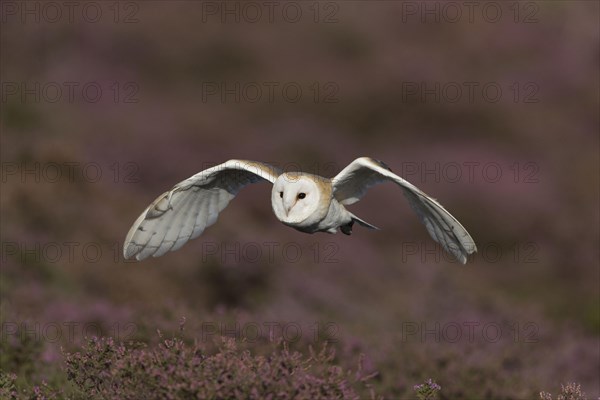 Common barn owl